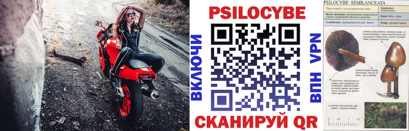 Купить закладки  Бабушкин  Псилоцибиновые грибы Psilocybe 
